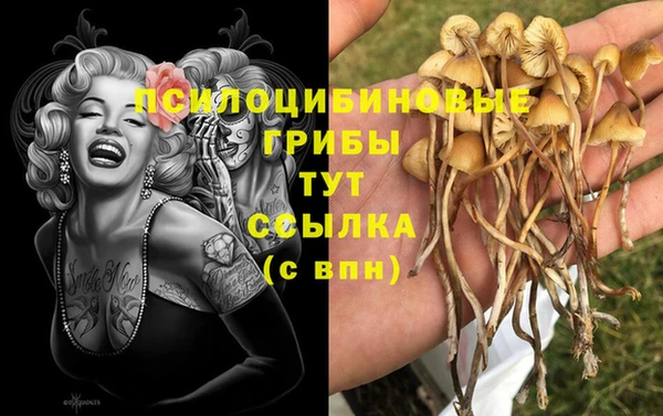 индика Елизово